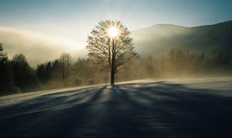 strom, slunce
